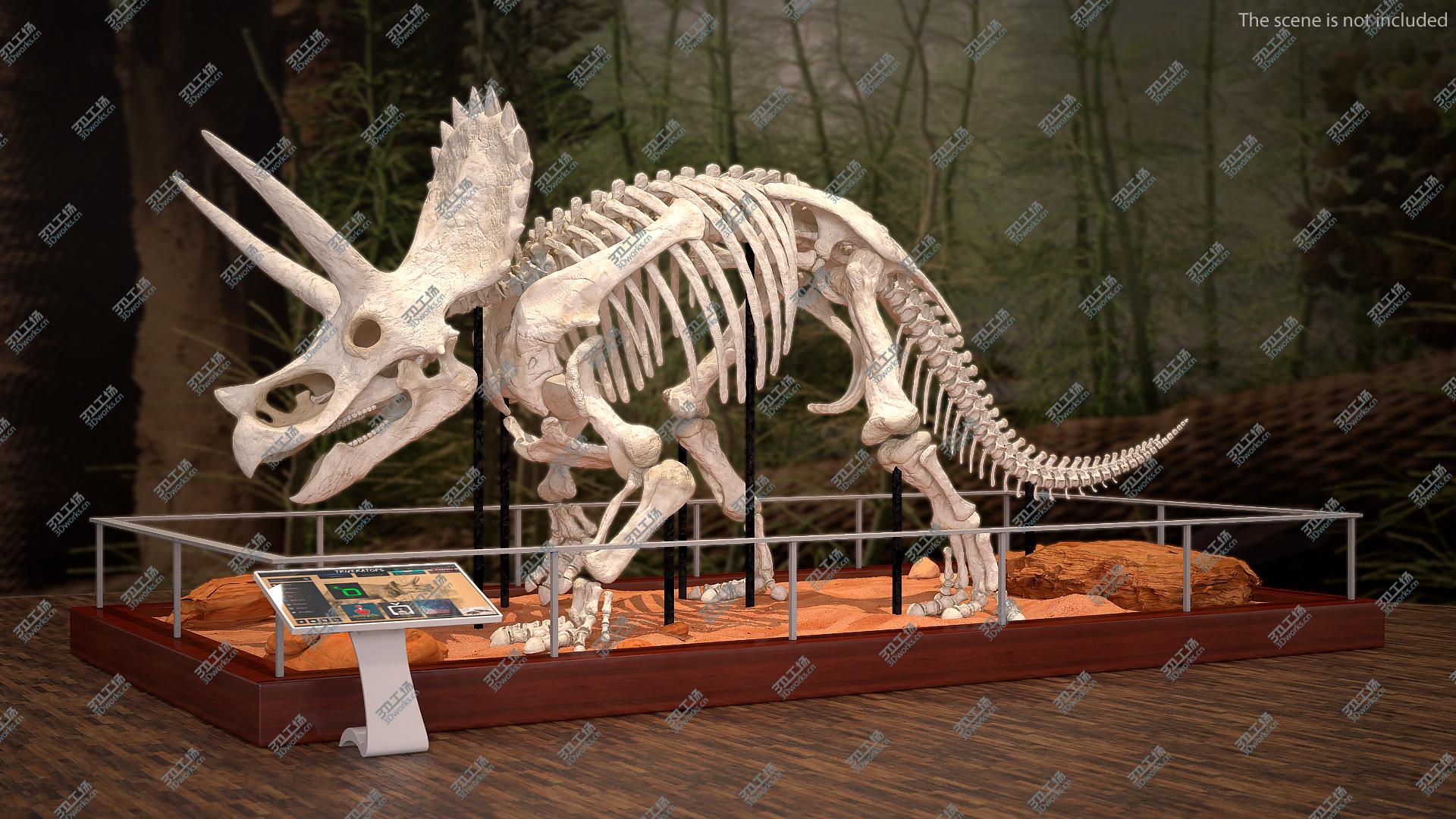 images/goods_img/202104023/Triceratops Horridus Skeleton Walking Pose model/5.jpg